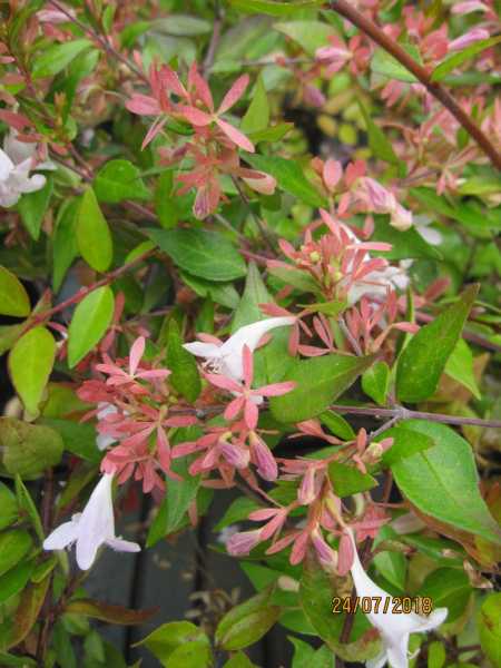 Abelia schumannii Bumble Bee